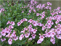 prolific perennial planting